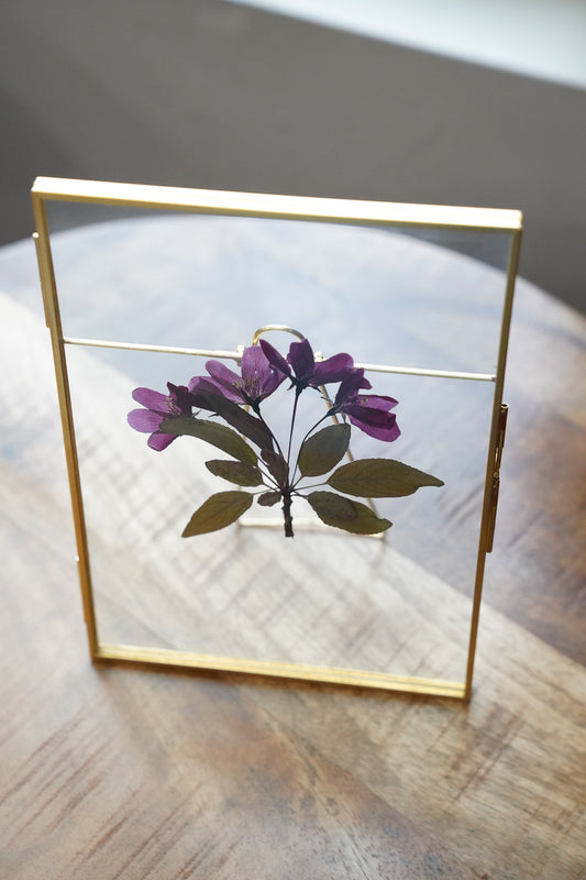 Pressed Crabapple Blossoms