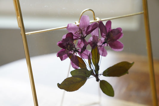 Pressed Crabapple Tree Blossoms
