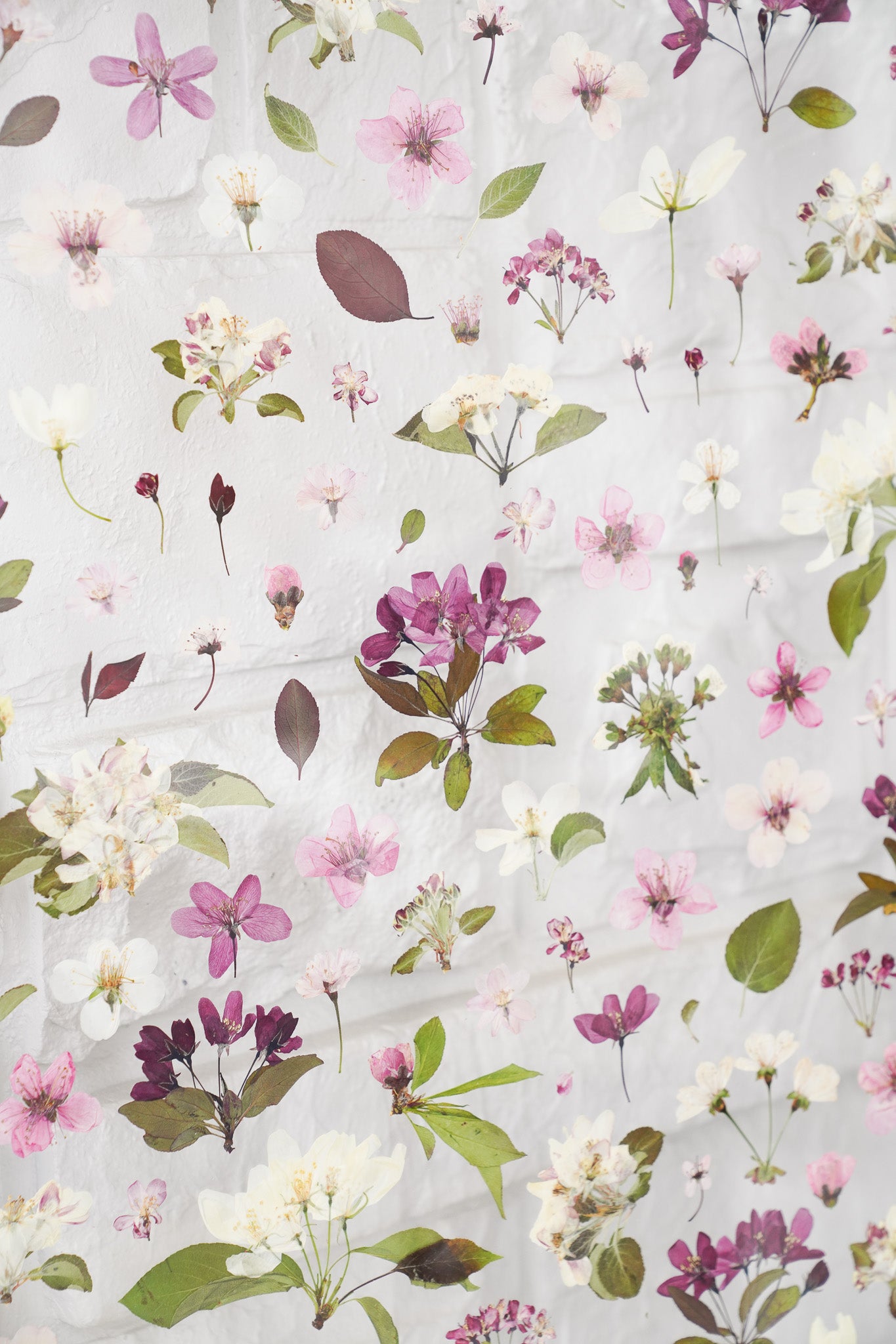 Anticipation of Spring- The Study of Tree Blossoms
