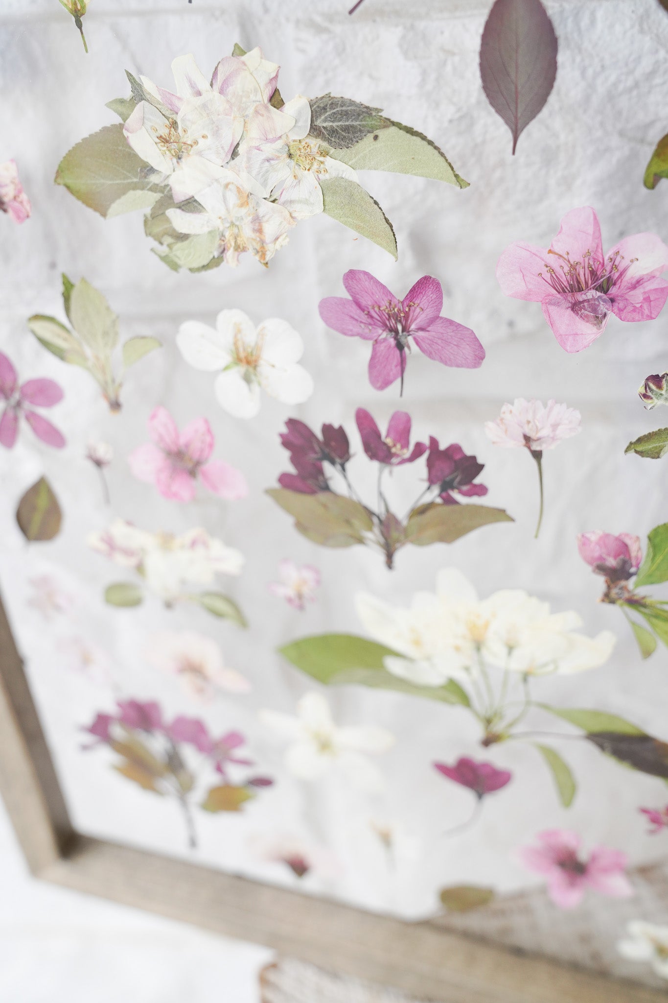 Anticipation of Spring- The Study of Tree Blossoms