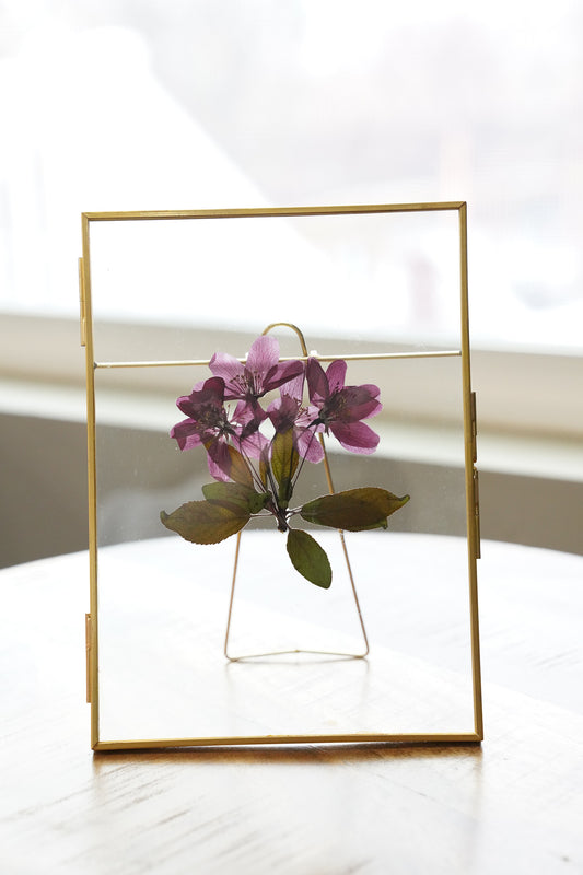 Pressed Crabapple Tree Blossoms