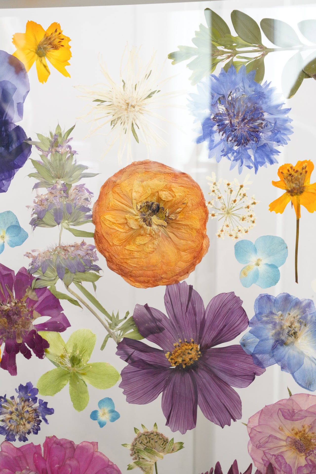 Colorful Study of Flowers